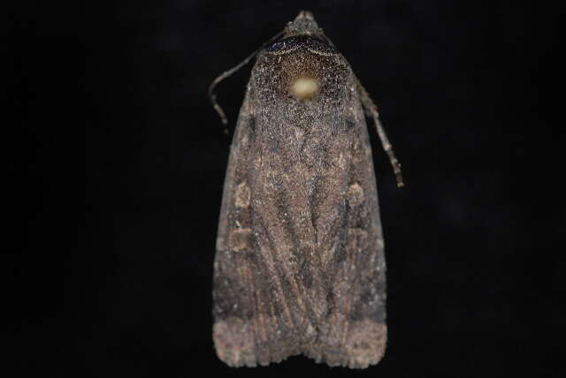 Image of Abagrotis duanca Smith 1908