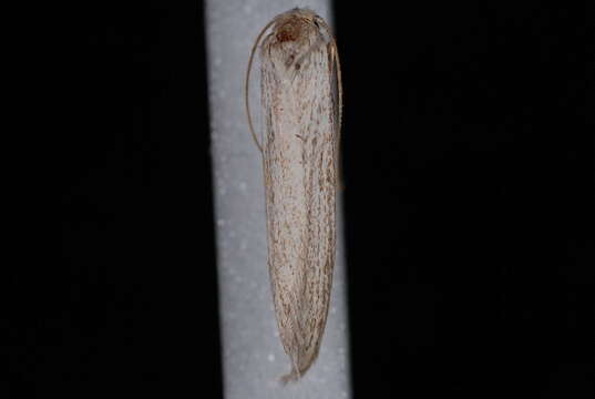 Image of Brown-winged knapweed root moth