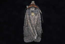 Image of Abagrotis duanca Smith 1908