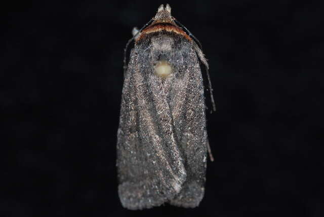 Image of Abagrotis duanca Smith 1908