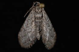 Image of Eupithecia gelidata Möschler 1860