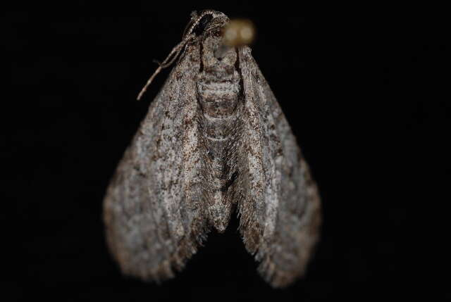 Image of Eupithecia gelidata Möschler 1860