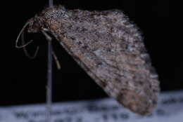 Image of Eupithecia nimbicolor Hulst 1896