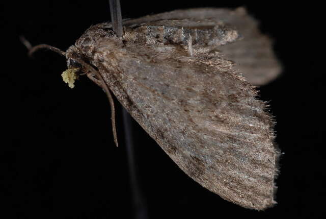 Image of <i>Eupithecia sharronata</i>