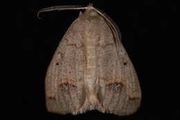 Image of <i>Drepanulatrix unicalcararia</i>