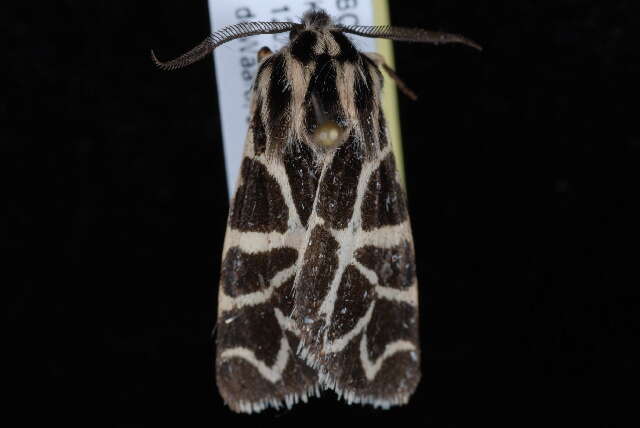 Image of Grammia nevadensis Grote & Robinson 1866