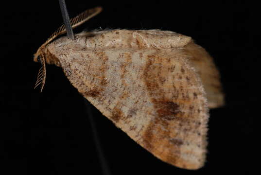 Image of Macaria plumosata (Barnes & McDunnough 1917)