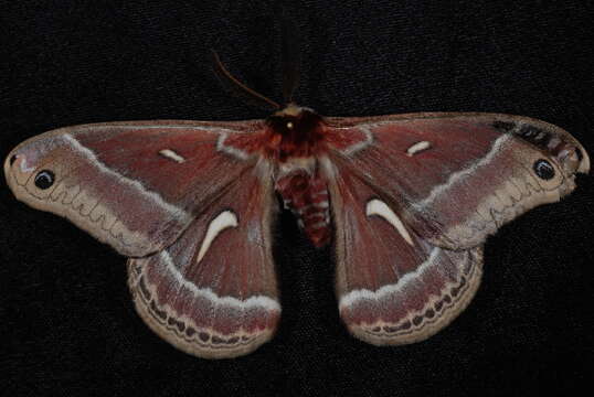 Image of Ceanothus Silkmoth