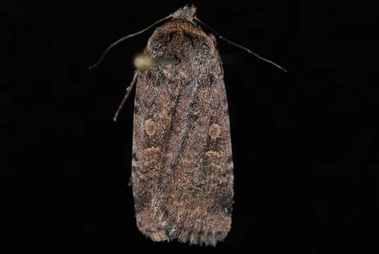 Image of Abagrotis duanca Smith 1908