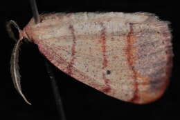 Image of Drepanulatrix falcataria Packard 1876