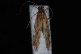 Image of Dolophilodes (Dolophilodes) pallidipes Banks 1936