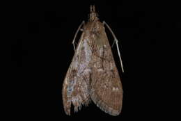Image of Mecyna mustelinalis Packard 1873