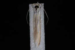 Image of Coleophora