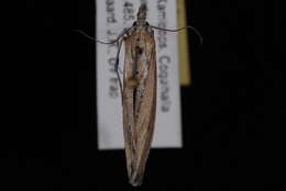 Image de Pima albiplagiatella Packard 1874