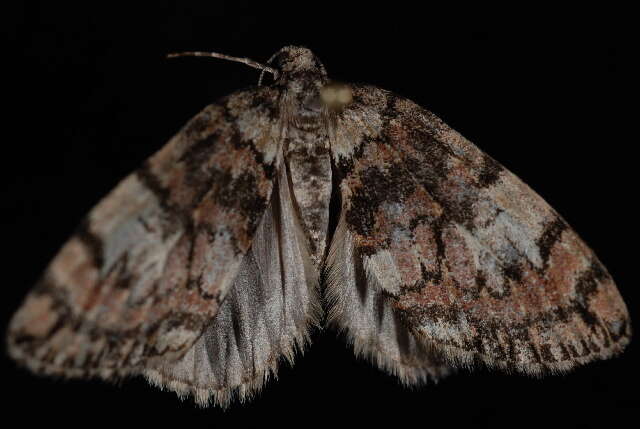 Image of Hydriomena irata Swett 1910