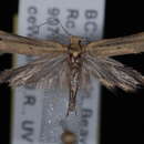 صورة <i>Ypsolopha rubrella</i>