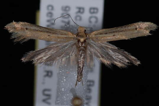 صورة <i>Ypsolopha rubrella</i>