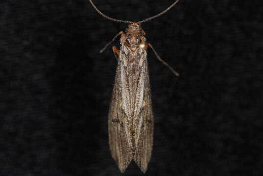 Dicosmoecus atripes (Hagen 1875)的圖片