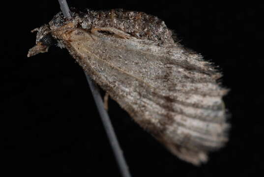 Image of Eupithecia ornata Hulst 1896