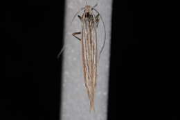 Image of Coleophora