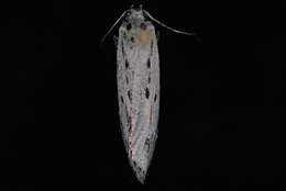 Image of Gray Ethmia