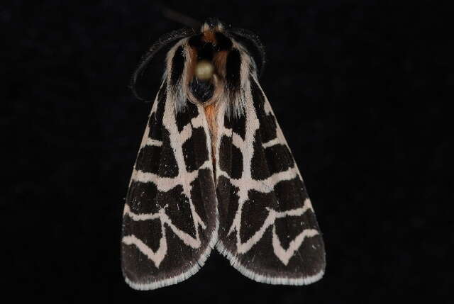 Image of Grammia nevadensis Grote & Robinson 1866