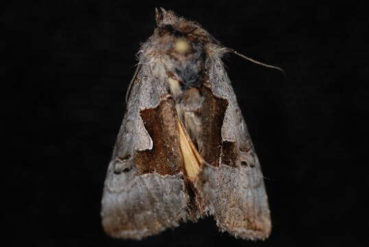 Image of Syngrapha orophila Hampson 1908