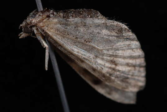 Image of Eupithecia ornata Hulst 1896