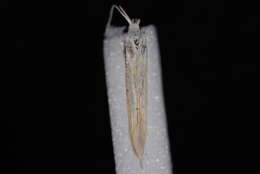 Image of Coleophora