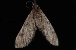 Image of Eupithecia ornata Hulst 1896