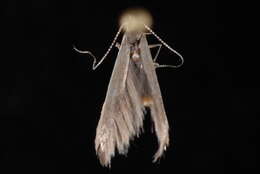 Image of Coleophora alnifoliae Barasch 1934