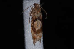 Image of Spruce Bud Moth