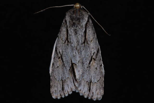 Image of Acronicta strigulata Smith 1897