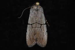 Image of <i>Sympistis greyi</i>