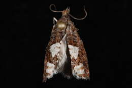 Image of <i>Epinotia indecorana</i>