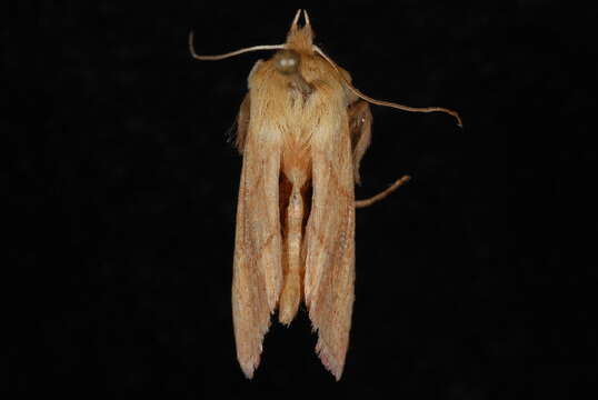 Image of V-lined Quaker Moth