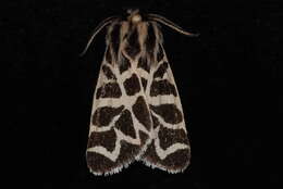 Image of Grammia nevadensis Grote & Robinson 1866