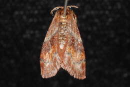 Image of <i>Leptostales rubromarginaria</i>