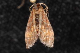 Image of <i>Leptostales rubromarginaria</i>