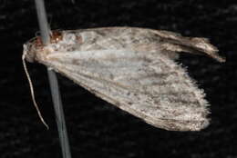 Image of Eupithecia