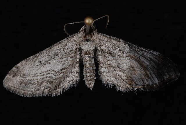 Image of Eupithecia behrensata Packard 1876