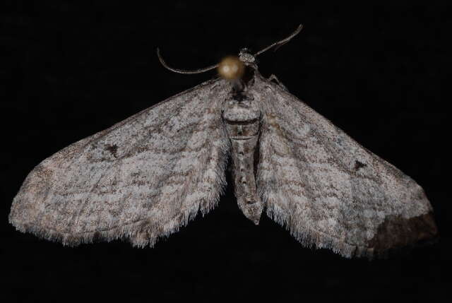 Image of Eupithecia behrensata Packard 1876