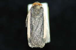 Image of Abagrotis vittifrons Grote 1864