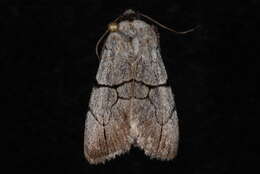 Image of <i>Sympistis greyi</i>