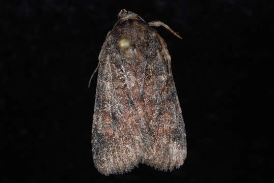 Image of Abagrotis apposita Grote 1878