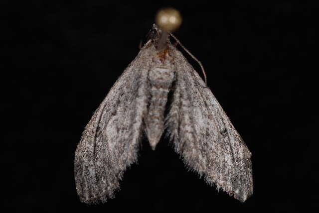 Image of Eupithecia