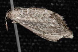 Image of Eupithecia