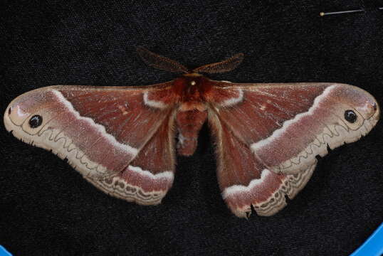 Image of Ceanothus Silkmoth