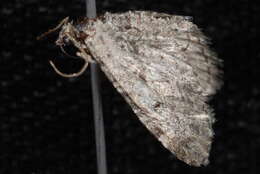 Image of Eupithecia