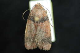 <i>Abagrotis brunneipennis</i> (Grt.) resmi